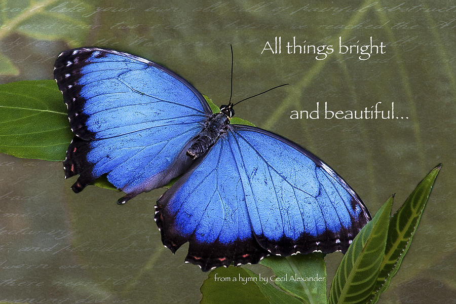 Butterfly Photograph - Bright and Beautiful  by Karen Stephenson