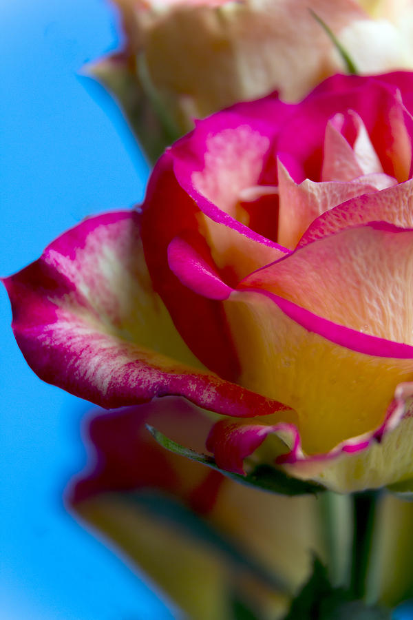Rose Photograph - Bright and Beautiful Rose by Dana Moyer