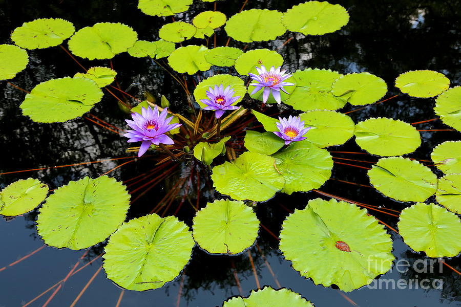 Bright And Beautiful Water Lily Pond Photograph By Carol Groenen Fine Art America