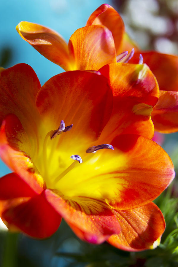 Flower Photograph - Bright and Cheerful Freeshia by Dana Moyer