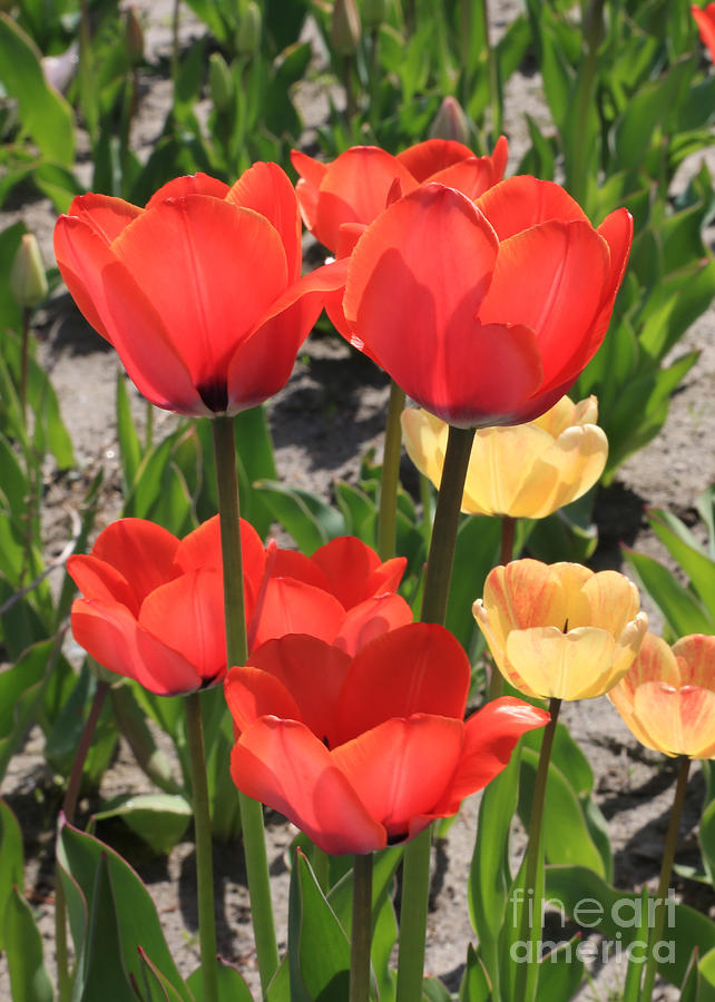 Bright and Cheerful Tulips Photograph by Carol Groenen