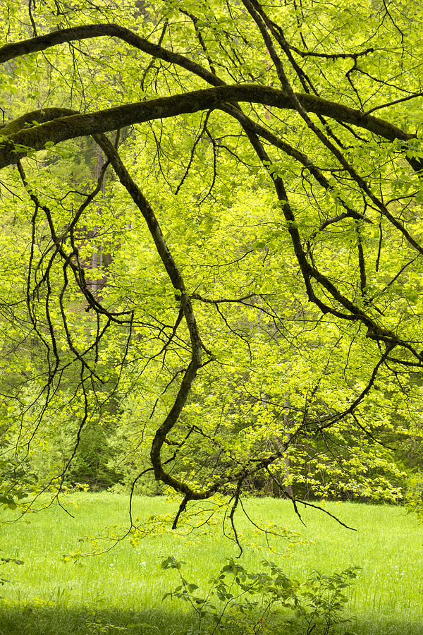 Bright And Fresh Green Nature In Spring Photograph