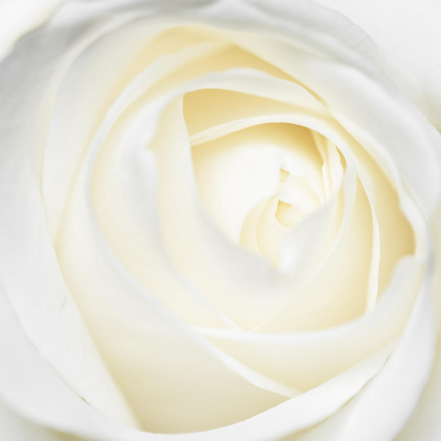 Bright and soft white and yellow rose petals Photograph by Matthias Hauser