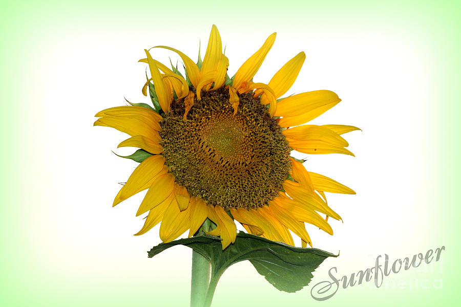 Bright As A Sunflower Photograph by Kathy  White