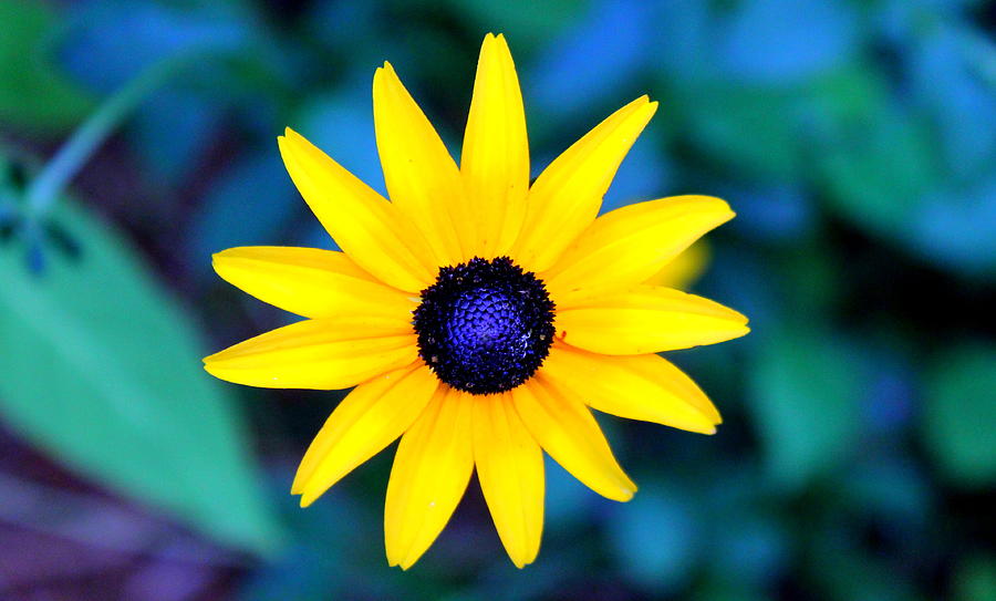 Bright Black-eyed Susan Photograph by Kay Mathews - Fine Art America