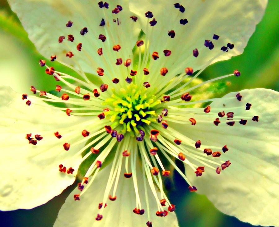 Flower Photograph - Bright Bloom by Candice Trimble Flower Photograph - Bright Bloom by Candice Trimble