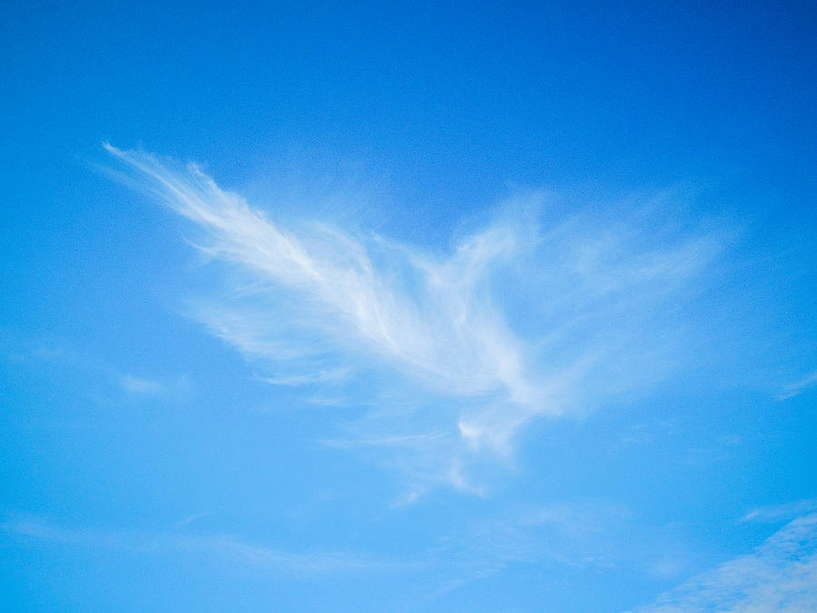 Feather in the Sky Photograph by Roxy Hurtubise