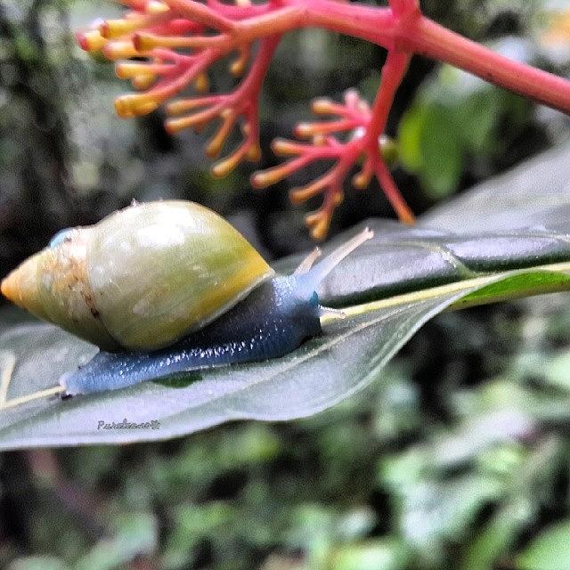 Marijuana Photograph - Bright Blue Snail 🐌 #bugsinparadise by Purelean O