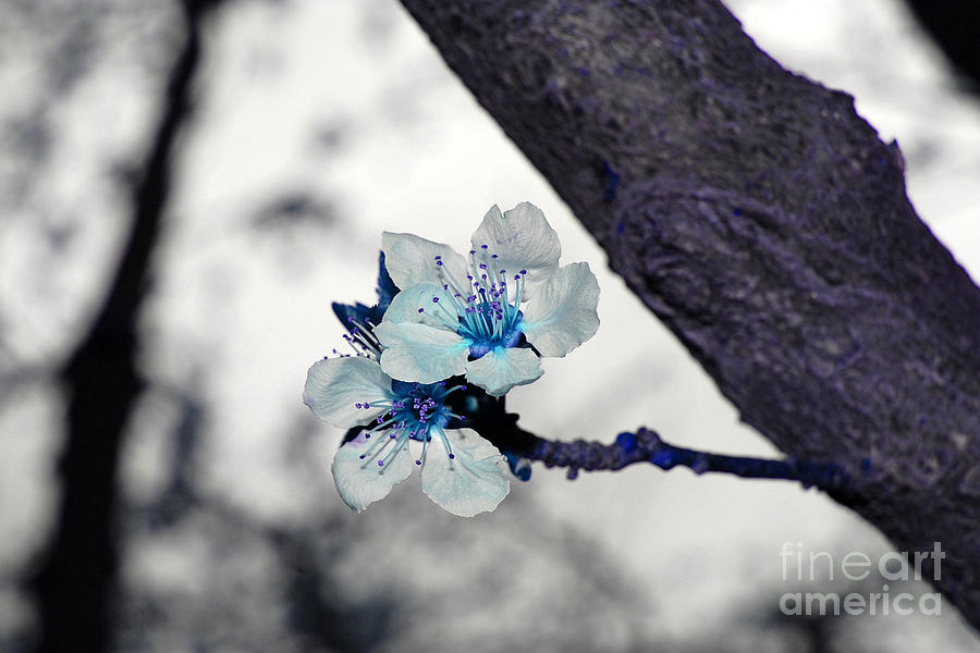 Blue Spring Blossoms Photograph by Debra Thompson