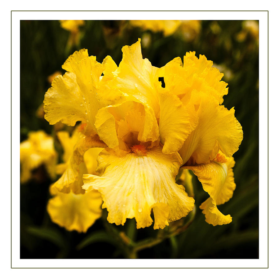 Bright Bright Spring Yellow Iris Flower Fine Art Photography Print  Photograph by Jerry Cowart