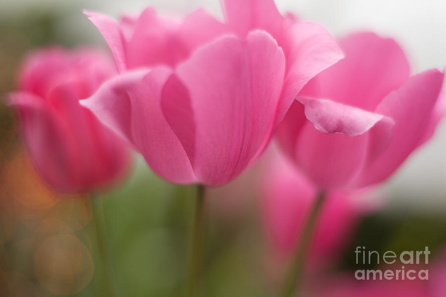 Bright Bunch Of Tulips Photograph