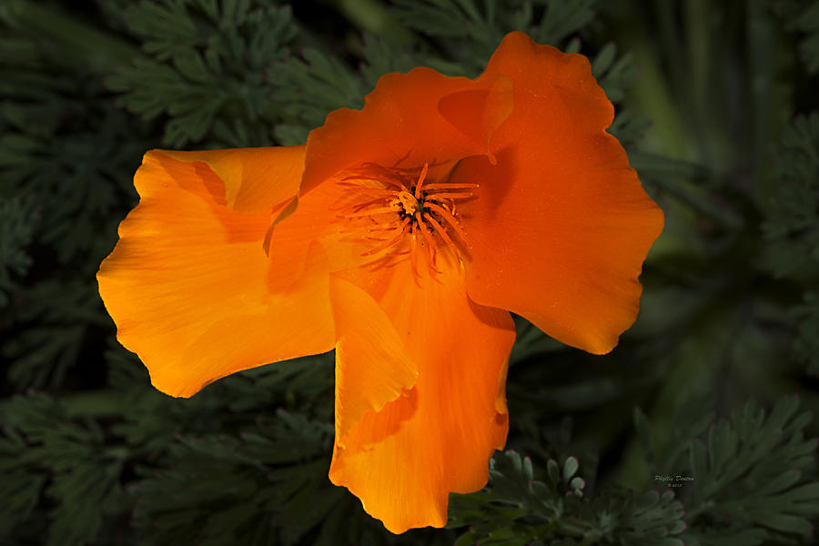 Bright California Poppy Photograph by Phyllis Denton