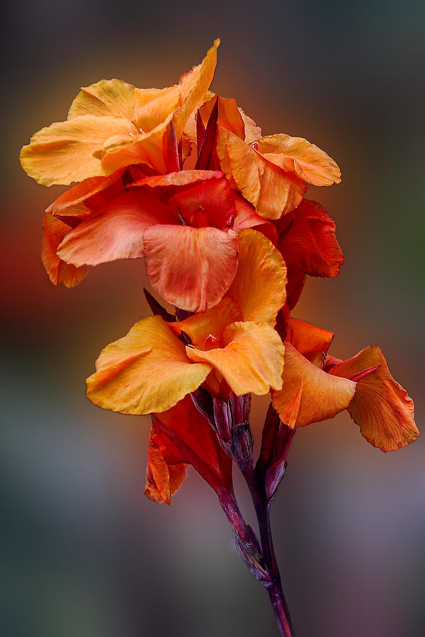 Lily Photograph - Bright Canna Lily by Linda Phelps
