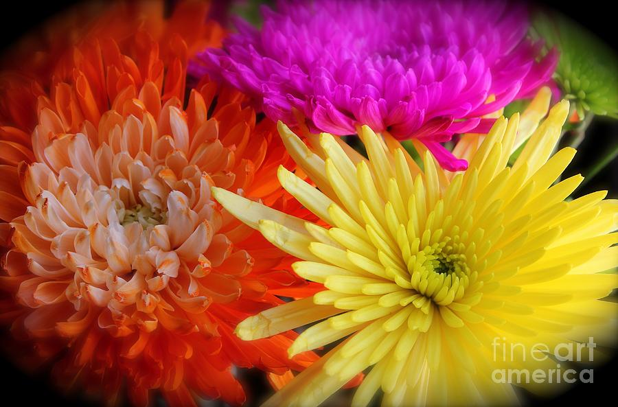 Bright Chrysanthemums Photograph by Alice Terrill