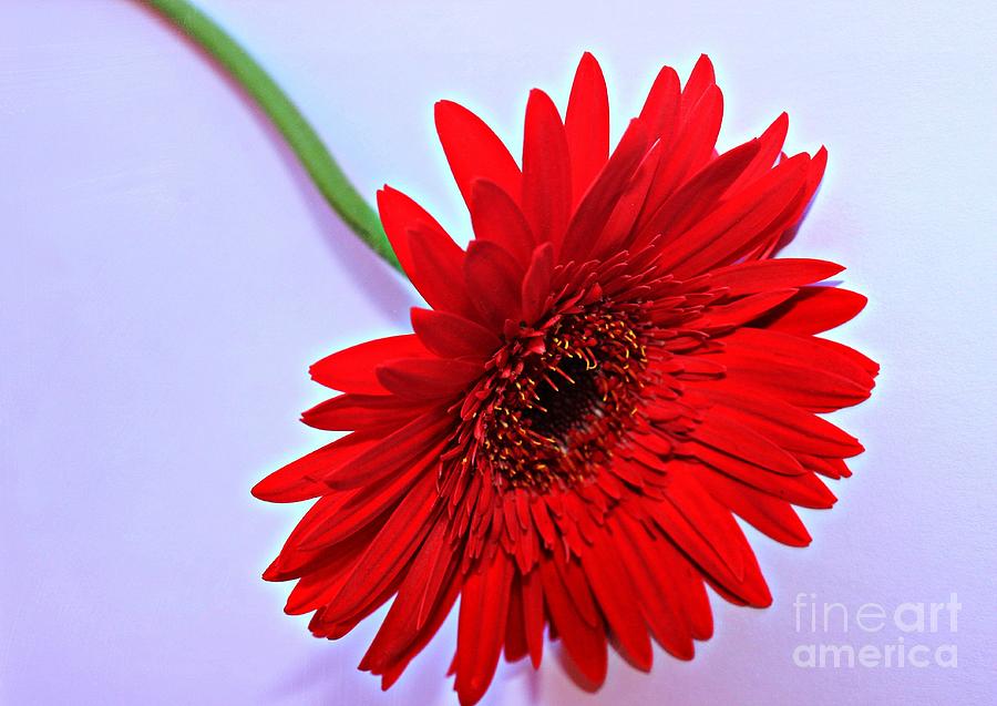 Daisy Photograph - Bright by Clare Bevan
