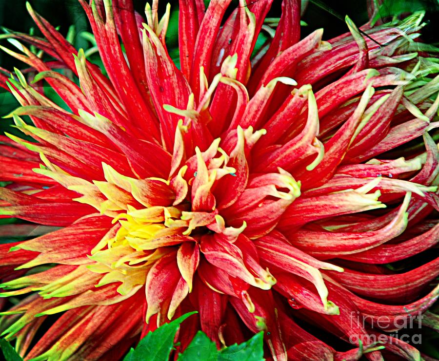 Flower Photograph - Bright Colors by Kathleen Struckle