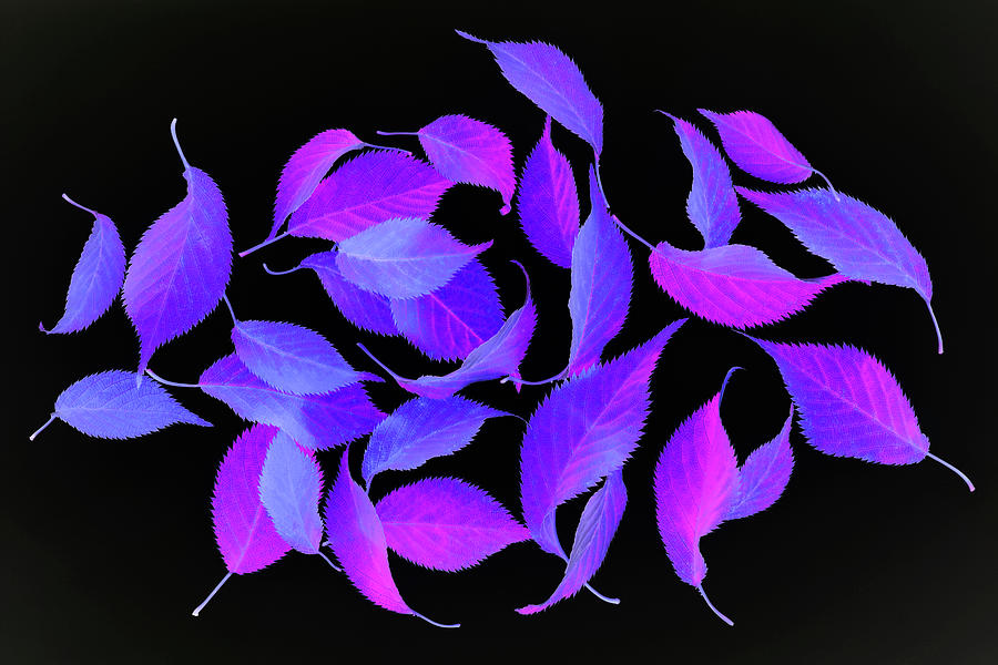 Bright Coloured Leaf Fantasy On Black Photograph by Rosemary Calvert Bright Coloured Leaf Fantasy On Black Photograph by Rosemary Calvert