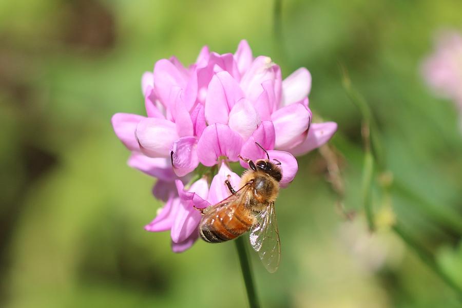 Bright Crown Vetch and a Honeybee Photograph by Lucinda VanVleck