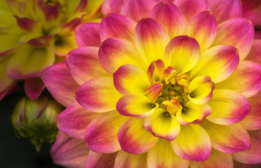 Flower Photograph - Bright Dahlias by Carolyn Derstine