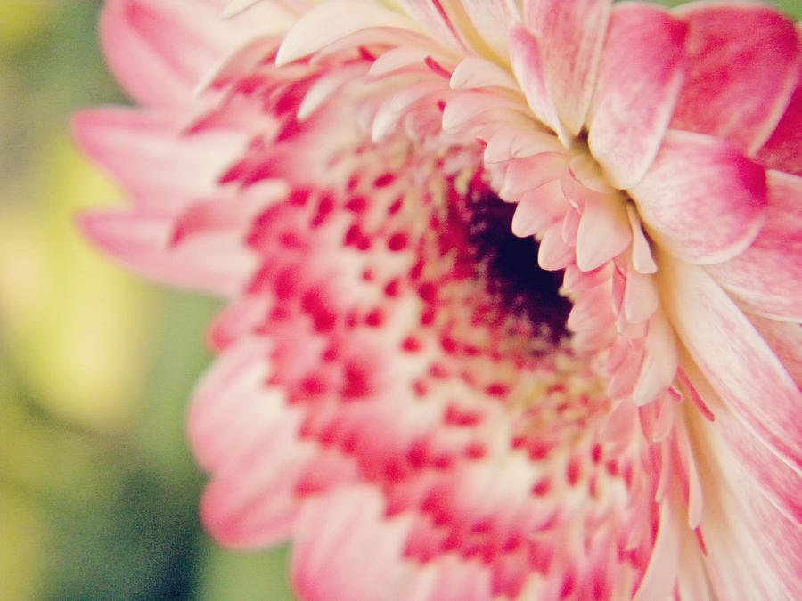 Bright Daisy Photograph by Amanda Dunlap - Fine Art America