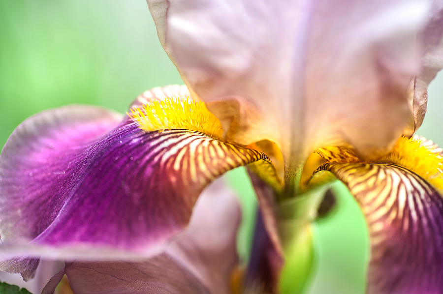 Bright Details. Macro Iris Series Photograph by Jenny Rainbow