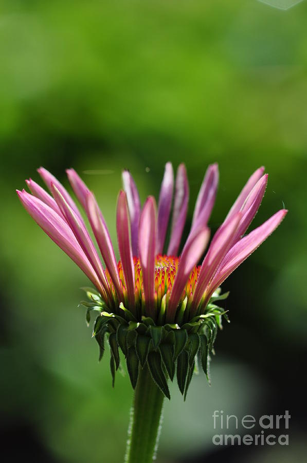 Flower Photograph - Bright Echinacea in Sun by Tracy Lamus