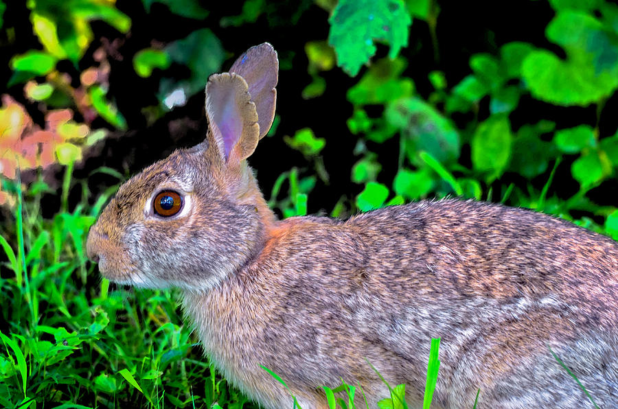 starry eyed bunny