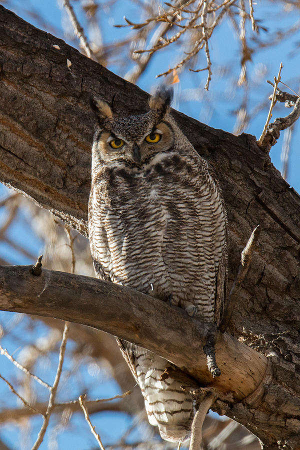 Bright-eyed Owl Portrait Photograph by Tony Hake