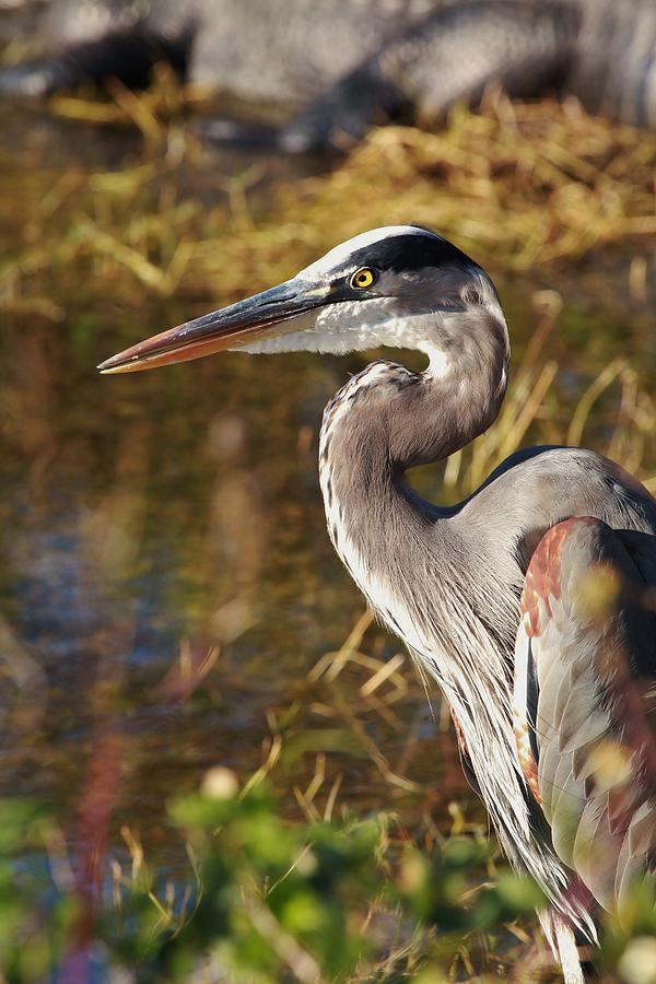 Bright Eyes Photograph by Gary Ezell - Fine Art America