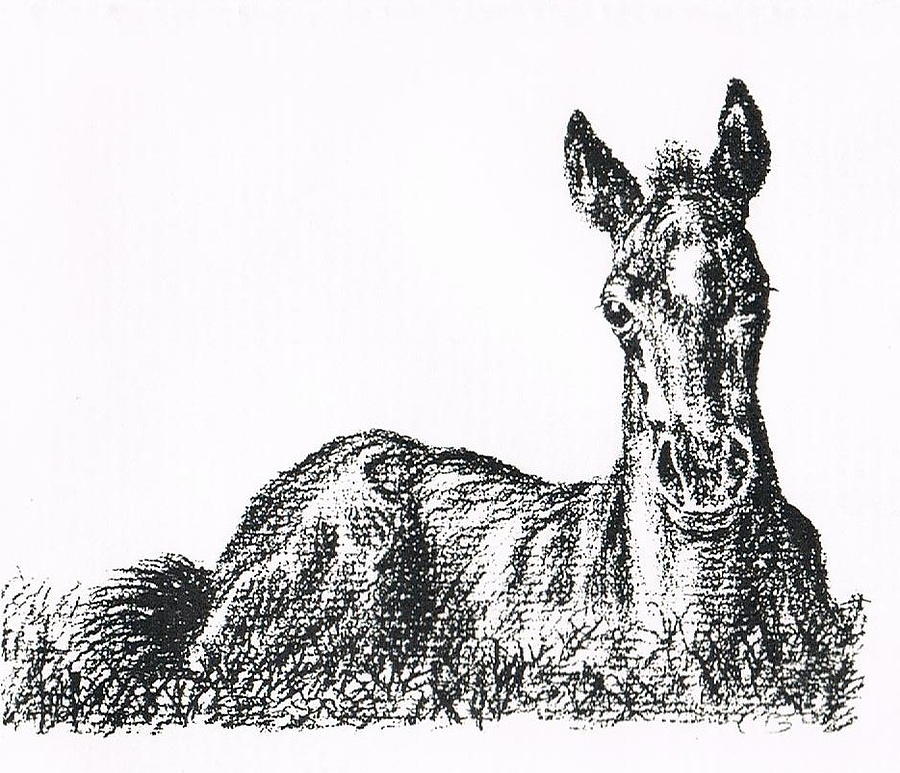 Horse Drawing - Bright Eyes by Joann Renner