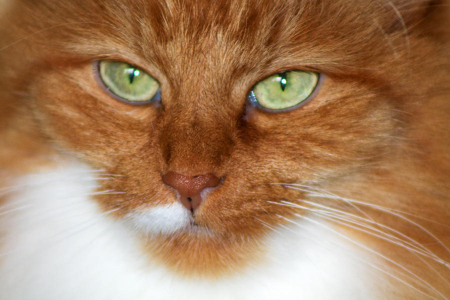 Cat Photograph - Bright Eyes by Rhonda Humphreys Cat Photograph - Bright Eyes by Rhonda Humphreys