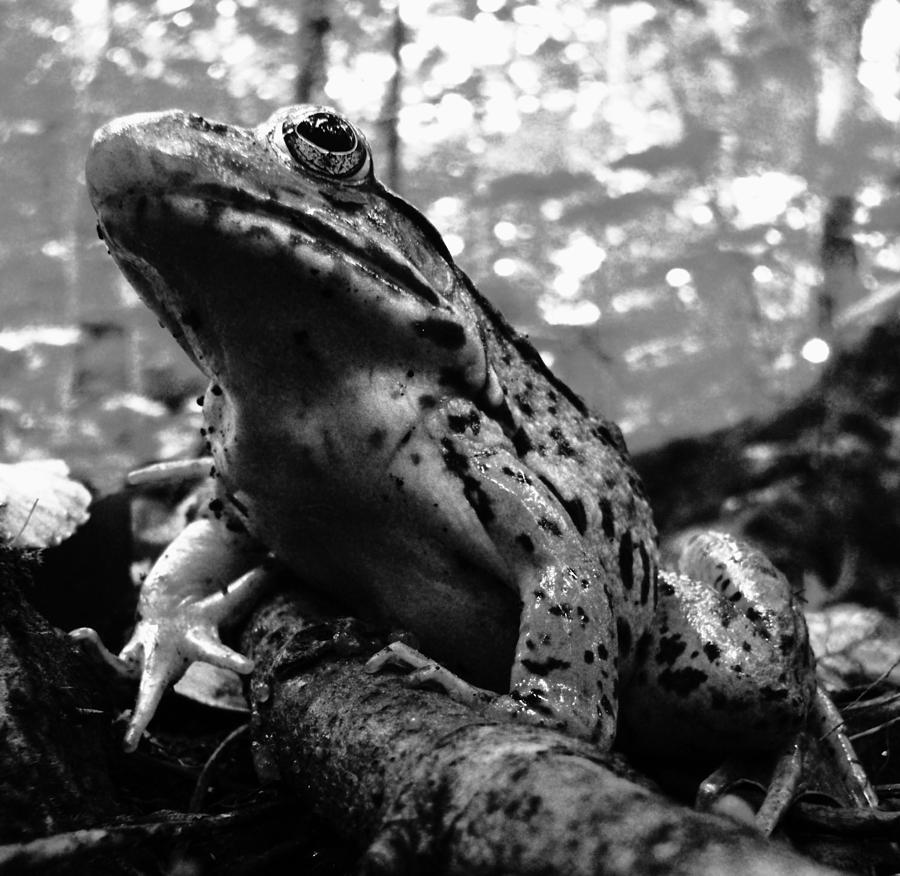 Frog Photograph - Bright Eyes by Sarah Pemberton