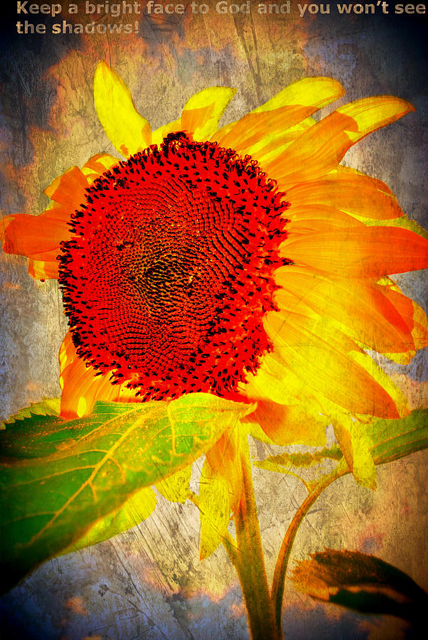 Sunflower Photograph - Bright face by Miki  Finn