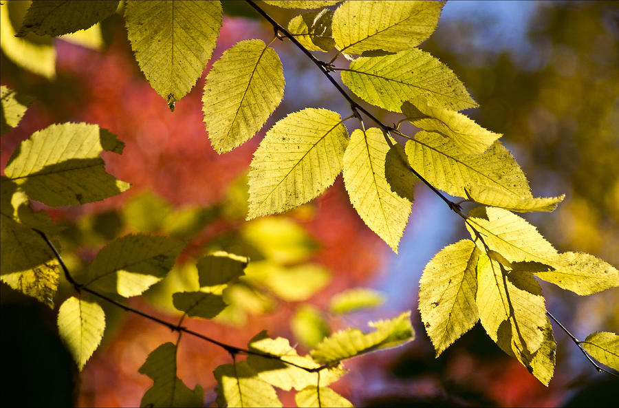 Bright fall colors Photograph by Arkady Kunysz
