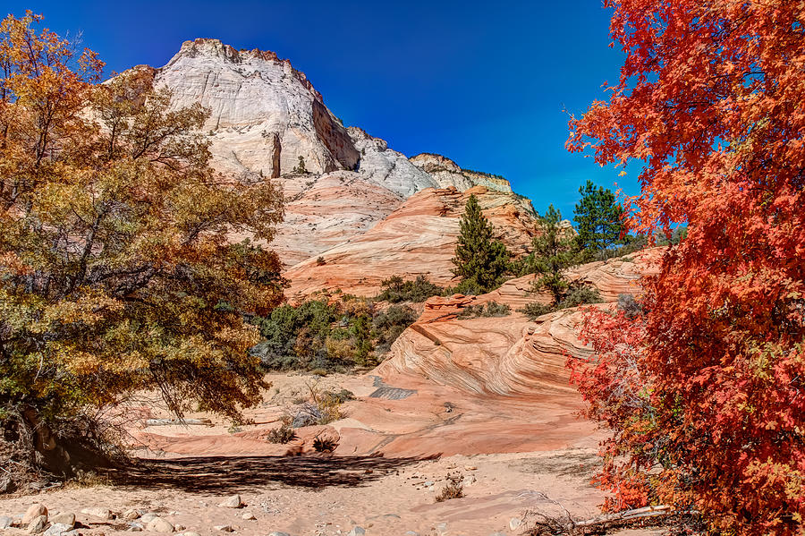 Bright Fall Colors at Zion Photograph by John M Bailey