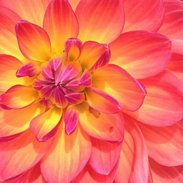 Flower Photograph - Bright Flower At @longwoodgardens With by Traci Law
