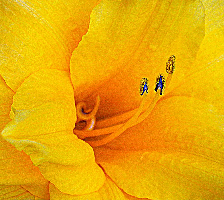 Bright Gold Lily Photograph by Sheri McLeroy - Pixels