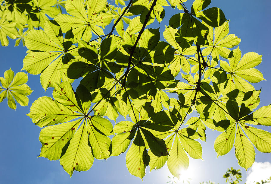 Bright Green Leaves And Blue Sky In Spring Photograph