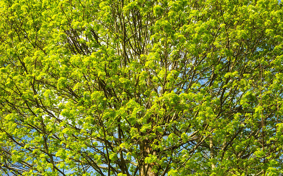 Bright green leaves of a tree in early spring Photograph by Matthias Hauser