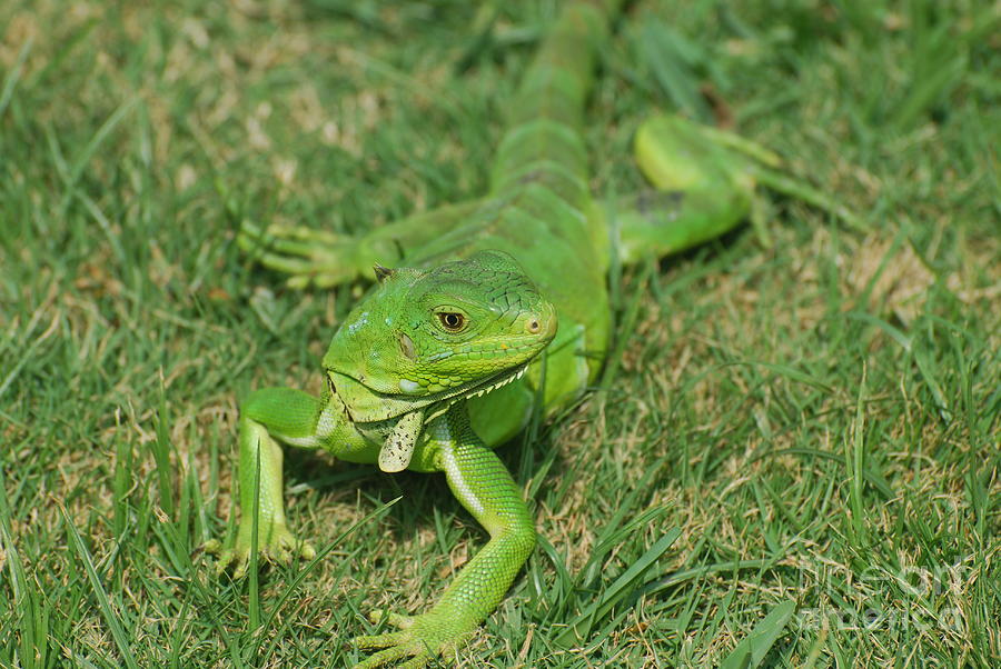 Bright Green Lizard in Grass Photograph by DejaVu Designs Pixels