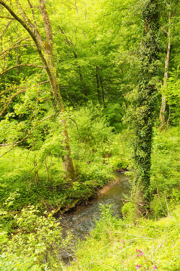 Bright green trees and a stream in spring Photograph by Matthias Hauser