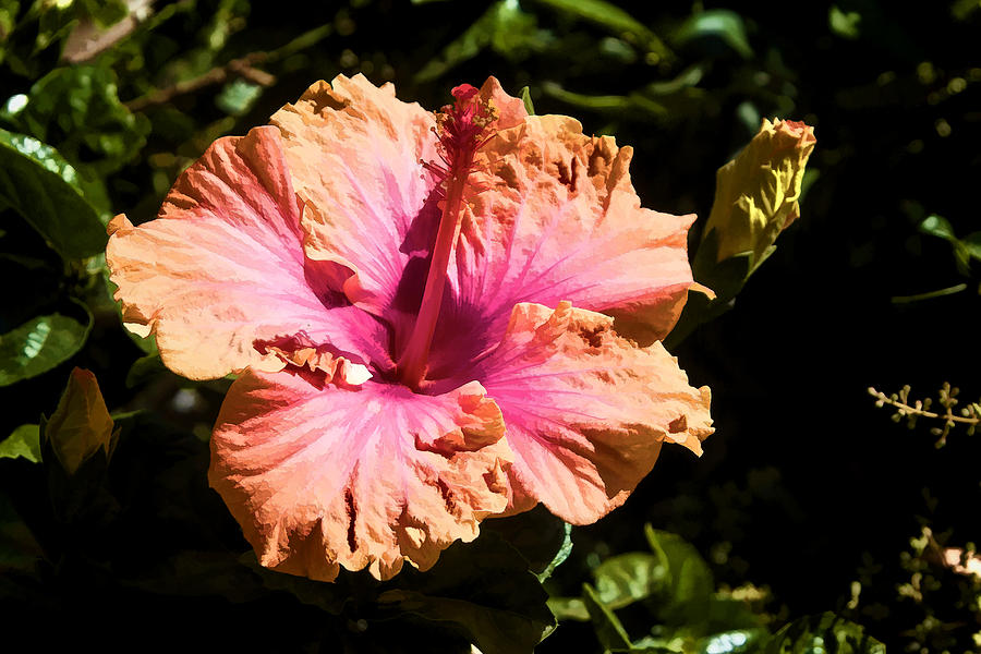 Bright Hibiscus Flower Digital Art by Photographic Art by Russel Ray Photos
