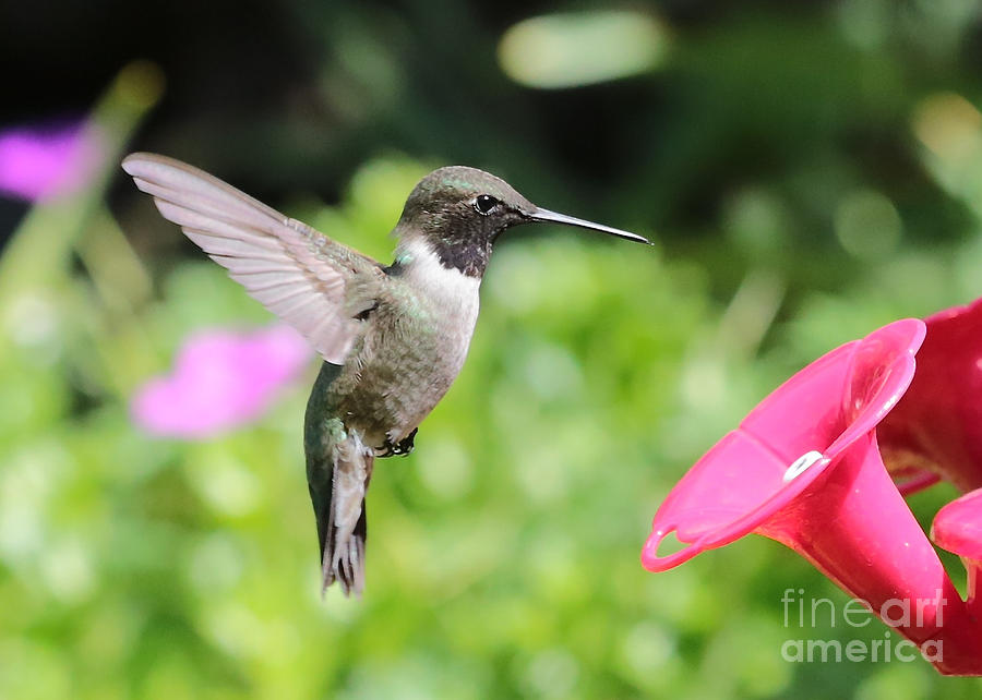 Bright Hummingbird Photograph by Carol Groenen