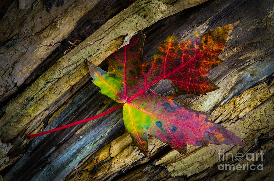 Bright Leaf Photograph by Michael Arend