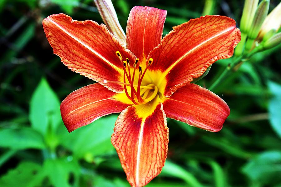 Bright Lily Photograph by Mark Marotta