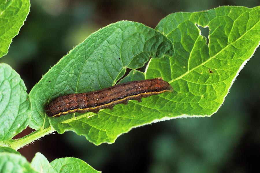 Bright-line Brown-eye Caterpillar Photograph by Tony Wood/science Photo Library
