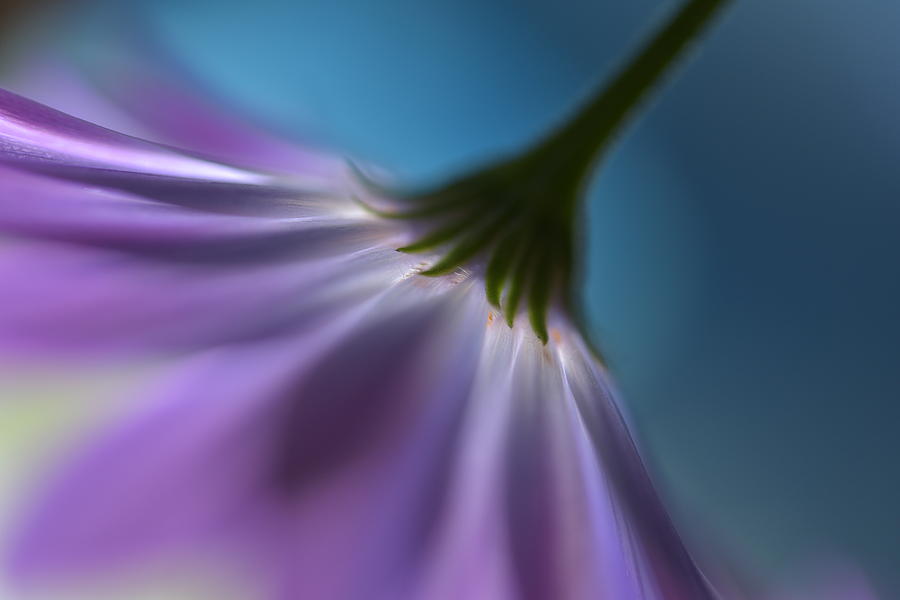 Violet Photograph - Bright Marguerites by Heidi Westum Violet Photograph - Bright Marguerites by Heidi Westum