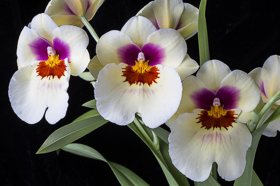 Flower Photograph - Bright Miltonia Orchids by Garry Gay