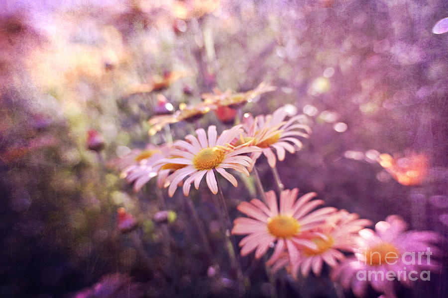 Bright new day- pink daisies Photograph by Sylvia Cook