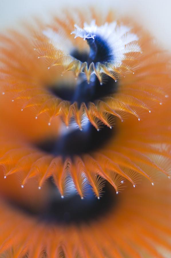 Bright orange christmas tree worm Photograph by Science Photo Library